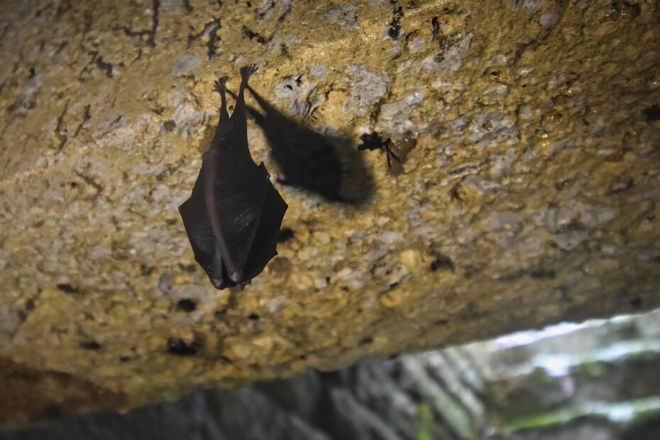 chauve souris parc national de forets mormant